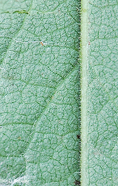 leaf underside