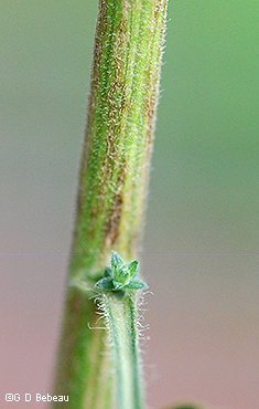 Stem