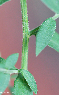 Upper Leaf