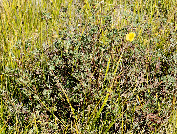 large plant
