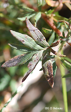 leaf