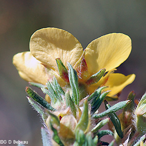 calyx