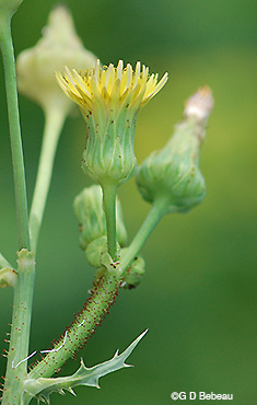 Spiny Sow thistle glands
