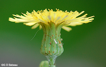 Spiny Sow Thistle flower head