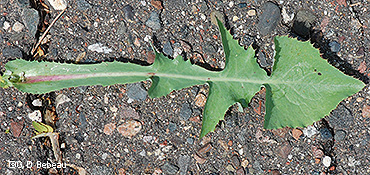 lower leaf