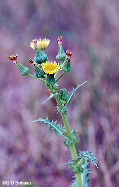 Spiny Sow Thistle plant