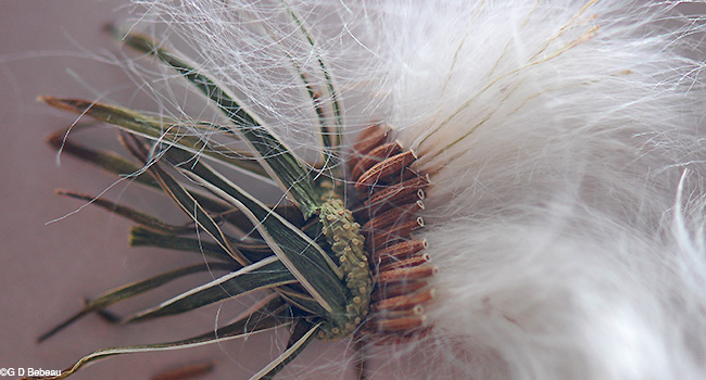 Spiny Sow Thistle seed head