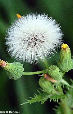 seed head