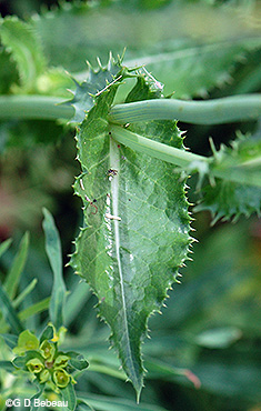 Spiny Sow Thistle leaf