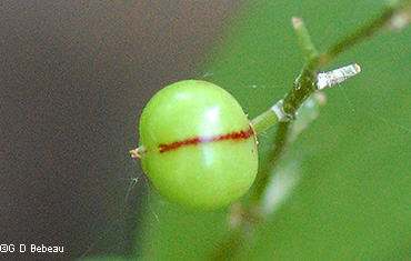 green berry