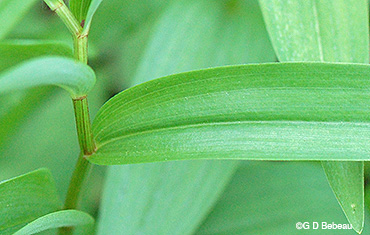 leaf detail