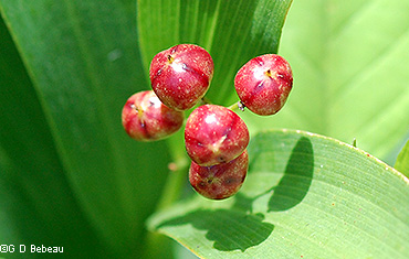 red berry