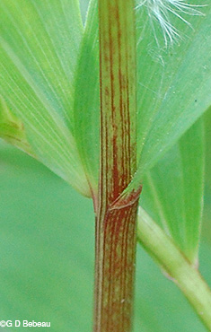 stem