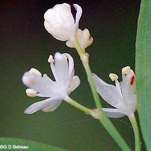 Flower corolla