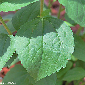 stem leaf