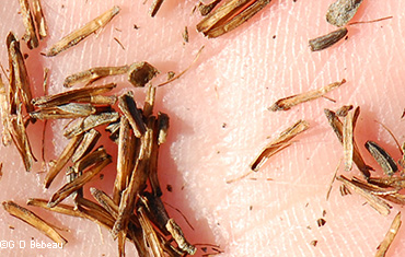 seeds