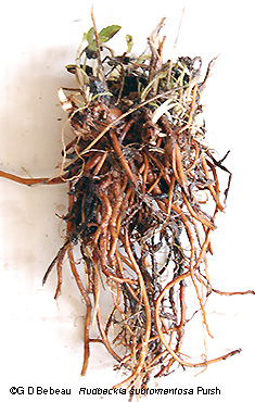root