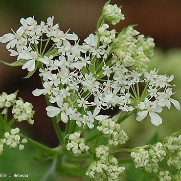 flower detail