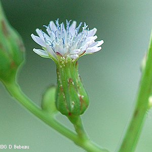 flower head