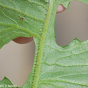 leaf underside
