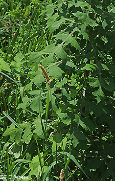 stem leaves