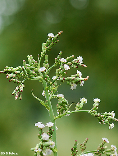 flower panicle