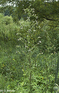 panicle