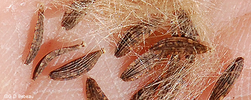 seeds