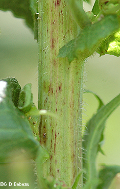 Stem