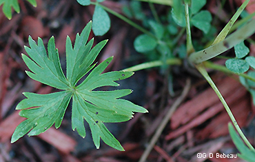 basal leaf