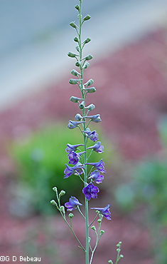 Blue flower raceme