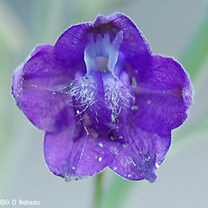 Blue flower