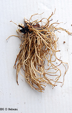 root