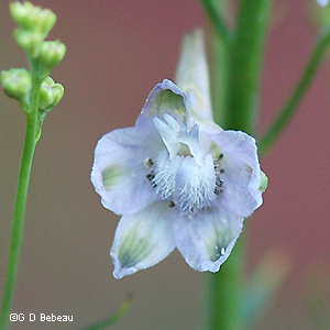 White flower
