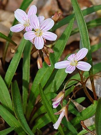 spring beauty flower detail