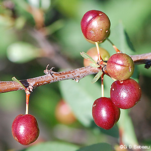 fruit