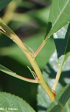 stipules