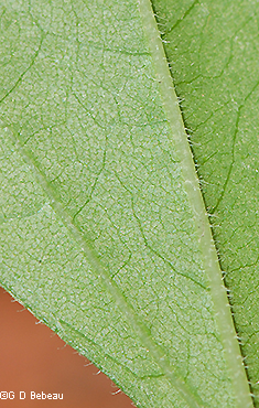 leaf underside
