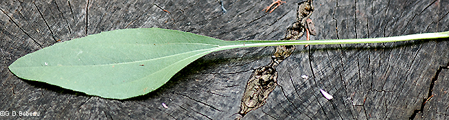 Basal leaf