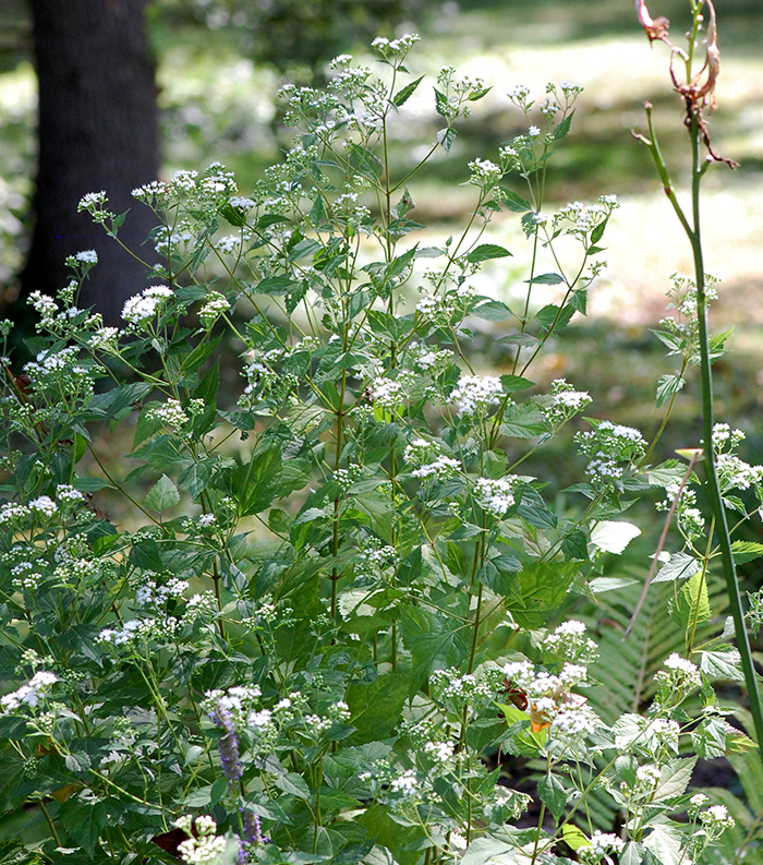 large cluster of plants