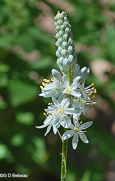 inflorescence