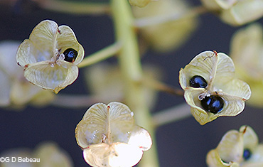 mature seed pods