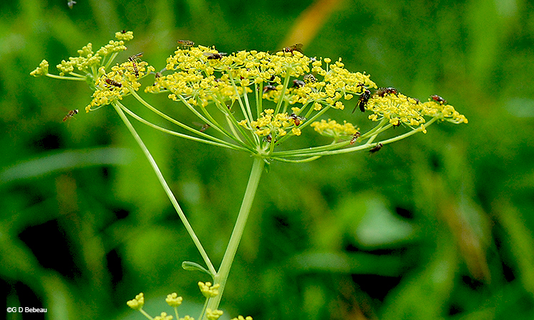 inflorescence