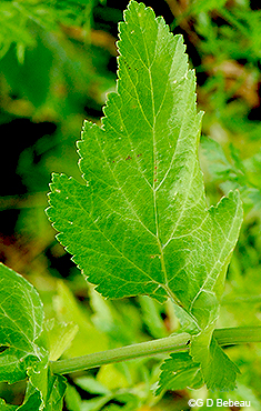 leaflet