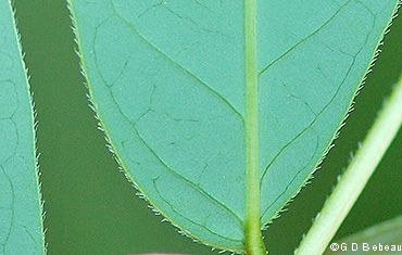 leaf underside