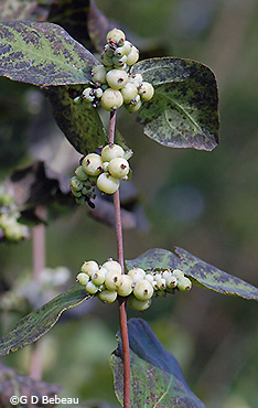 fruit