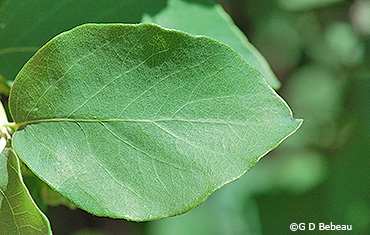 leaf
