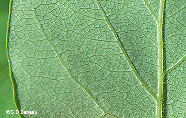 leaf underside