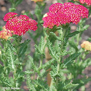 red yarrow