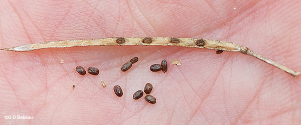 seed pod and seeds. 